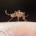 Šta ako sredstvo protiv komaraca privlači krvopije? Stručnjaci otkrili bizaran problem