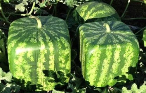Dizajnirano voće za specijalni poklon: Skupi trend igranja sa prirodom (VIDEO)