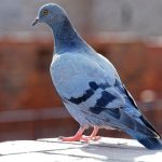 Golubovi vam uništavaju terasu? Jedna stvar iz kuhinje će ih oterati očas posla