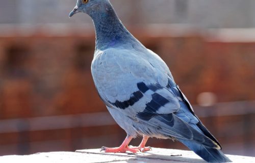 Golubovi vam uništavaju terasu? Jedna stvar iz kuhinje će ih oterati očas posla