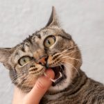 Mačka vas gricka za ruku? Nisu u pitanju agresija i poziv na borbu, već nešto želi da vam poruči