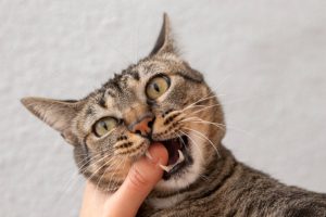Mačka vas gricka za ruku? Nisu u pitanju agresija i poziv na borbu, već nešto želi da vam poruči