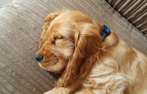 Pas spava po ceo dan? Veterinari upozoravaju da to nije uvek do rase, nekad može da bude i znak problema