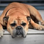 Pas više nije isti? Ovih pet znakova može da otkrije da je vaš ljubimac depresivan