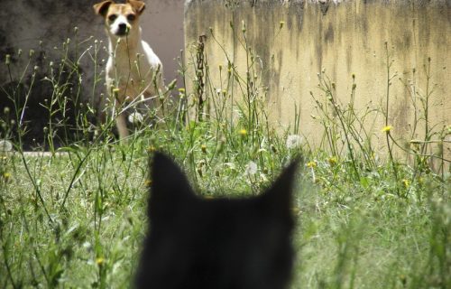 Nije mit da se psi plaše mačaka: Stručnjaci otkrili zbog čega dolazi do ovog neobičnog straha