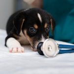 Psi osećaju stres vlasnika: Naučnici otkrili kako ponašanje čoveka utiče na ljubimca kod veterinara