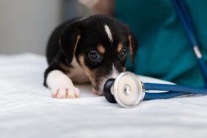 Psi osećaju stres vlasnika: Naučnici otkrili kako ponašanje čoveka utiče na ljubimca kod veterinara