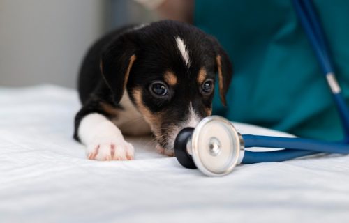 Psi osećaju stres vlasnika: Naučnici otkrili kako ponašanje čoveka utiče na ljubimca kod veterinara