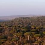 Sokotra, ostrvo koje izgleda kao drugi svet: Galapagos Indijskog okeana (VIDEO)