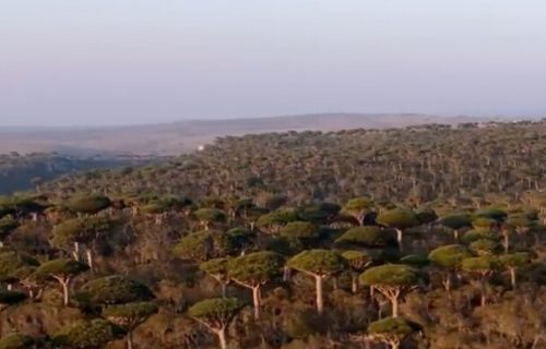 Sokotra, ostrvo koje izgleda kao drugi svet: Galapagos Indijskog okeana (VIDEO)