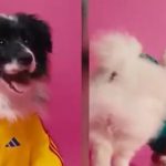 Adidas predstavio dresove za pse u sklopu kolekcije za Svetsko prvenstvo 2026.(VIDEO)