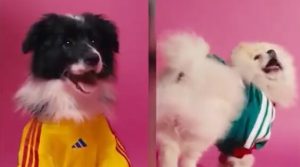 Adidas predstavio dresove za pse u sklopu kolekcije za Svetsko prvenstvo 2026.(VIDEO)