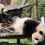 Najspektaktularniji zoološki vrt na svetu: U prirodnom okruženju živi 35 hiljada životinja (VIDEO)