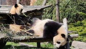 Najspektaktularniji zoološki vrt na svetu: U prirodnom okruženju živi 35 hiljada životinja (VIDEO)