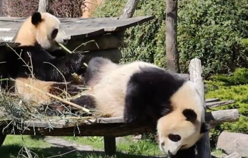 Najspektaktularniji zoološki vrt na svetu: U prirodnom okruženju živi 35 hiljada životinja (VIDEO)