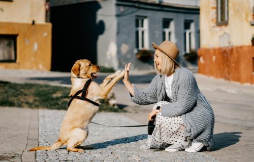 Svi ih obožavamo, ali ne znamo mnogo o njima: Da li ste znali da psi mogu da "pocrne"?