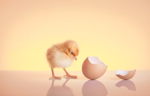 Naučnici napravili veštačko jaje, koje bi moglo da dovede do“oživljavanja” izumrlih vrsta
