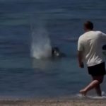 Skandal na Havajima: Bahati biznismen Igor gađao retku foku stenčugom u glavu (VIDEO)