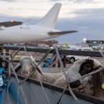Srpska jagnjad poletela za Alžir: Ispraćen prvi avion, Glamočić posebno čestitao jednom preduzetniku