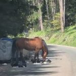 Tužan prizor na Trebeviću: Konj jede smeće iz kontejnera u popularnom izletištu (VIDEO)