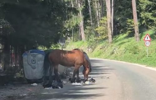 Tužan prizor na Trebeviću: Konj jede smeće iz kontejnera u popularnom izletištu (VIDEO)