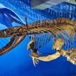 Otkrivena tireks verzija iz okeana: Naučnici identifikovali ogromnog mozasaura iz praistorijskih mora