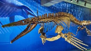 Otkrivena tireks verzija iz okeana: Naučnici identifikovali ogromnog mozasaura iz praistorijskih mora
