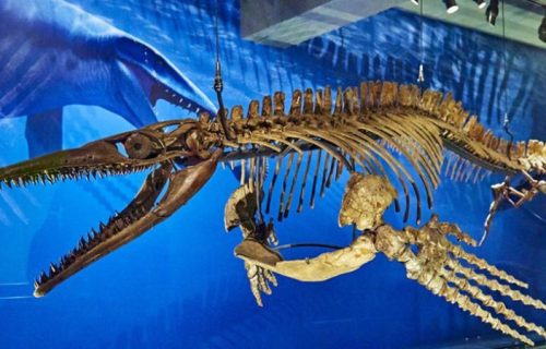 Otkrivena tireks verzija iz okeana: Naučnici identifikovali ogromnog mozasaura iz praistorijskih mora