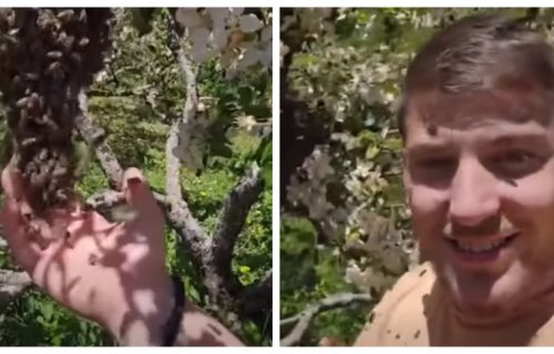 Pčelar Vasilije šokirao mreže: Prekrio ga roj pčela, on se smeje i igra sa njima bez odela