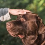 U prisustvu labradorke, svedočila na suđenju: Pomogla joj da iskontroliše emocije
