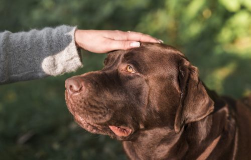 U prisustvu labradorke, svedočila na suđenju: Pomogla joj da iskontroliše emocije