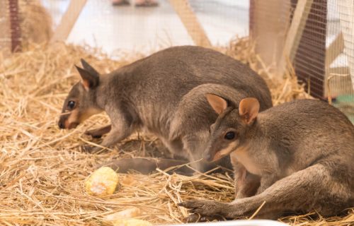 Putovanje koje menja život: Kako turisti u Australiji volontiraju i spasavaju kengure