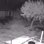 Čuo se lavež pasa, a onda snažan potres: Snimljen trenutak kada je zemljotres pogodio Vojvodinu