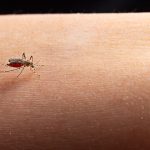 Virus Zapadnog Nila odneo još jedan život: Potvrđena tri nova slučaja, strahuje se od širenja zaraze