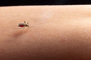 Virus Zapadnog Nila odneo još jedan život: Potvrđena tri nova slučaja, strahuje se od širenja zaraze