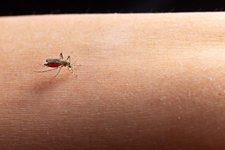 Virus Zapadnog Nila odneo još jedan život: Potvrđena tri nova slučaja, strahuje se od širenja zaraze