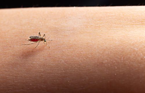 Virus Zapadnog Nila odneo još jedan život: Potvrđena tri nova slučaja, strahuje se od širenja zaraze