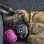 Veterinari upozoravaju: Nikada ne budite psa na prepad, posledice mogu da budu ozbiljne