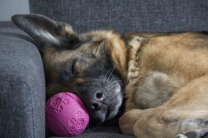 Veterinari upozoravaju: Nikada ne budite psa na prepad, posledice mogu da budu ozbiljne