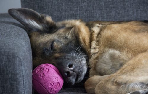 Veterinari upozoravaju: Nikada ne budite psa na prepad, posledice mogu da budu ozbiljne