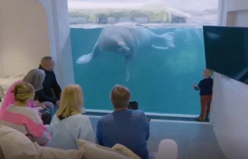 Noćenje uz morževe, medvede ili pingvine: ZOO vrt u Belgiji, nudi iskustvo, kakvo ne postoji nigde drugde u Evropi (VIDEO)
