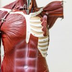 Naučni preokret u razumevanju ljudskog tela: Novi organ,koji je oduvek bio tu