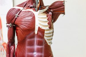 Naučni preokret u razumevanju ljudskog tela: Novi organ,koji je oduvek bio tu