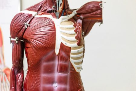 Naučni preokret u razumevanju ljudskog tela: Novi organ,koji je oduvek bio tu