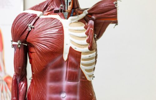 Naučni preokret u razumevanju ljudskog tela: Novi organ,koji je oduvek bio tu