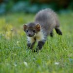 Mala planinski vrednica: Pika tokom leta skuplja cveće i travu, za dugu i surovu zimu (VIDEO)