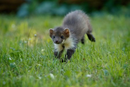 Mala planinski vrednica: Pika tokom leta skuplja cveće i travu, za dugu i surovu zimu (VIDEO)