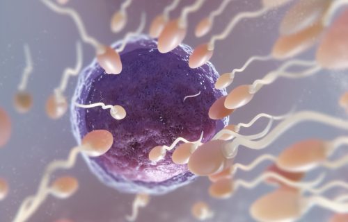 Sićušni roboti, kao pomoć, u borbi protiv neplodnosti: Kako “spermboti“ pomažu spermatozoidima da stignu do cilja