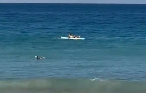 Vrisak odjeknuo plažom: Stravičan snimak napada ajkule na ženu, zadobila užasne povrede