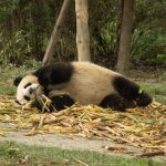 Džinovska panda postala internet senzacija: Oponaša čuvara na potpuno identičan način (VIDEO)